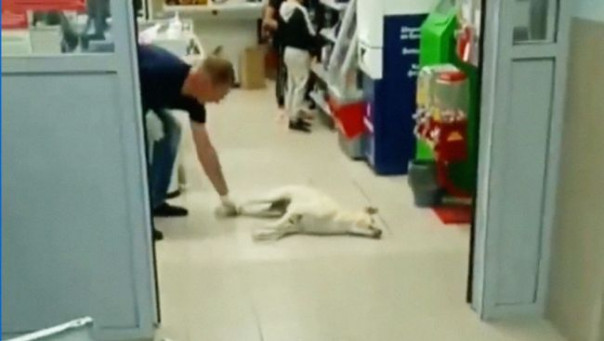 Похоже, дело не в арбузах: в «Магните» издохли в конвульсиях две собаки