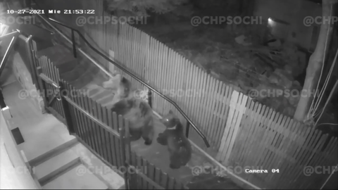 В Сочи девушка смогла убежать от двух медведей