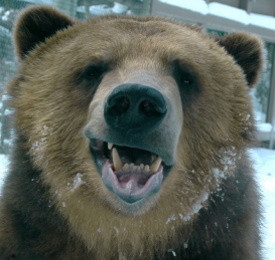 Нахальный американский медведь пользуется в магазине санитайзером