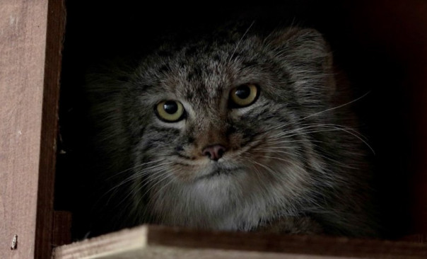 В Московский зоопарк приехали спасённые детеныши манула