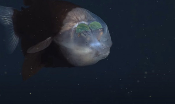 Учёные обнаружили странную рыбу в Тихом океане