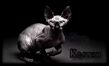 Казахстан скорее жив, чем мёртв? Или - вот и подъехали кружевные труселя / Кот Костян