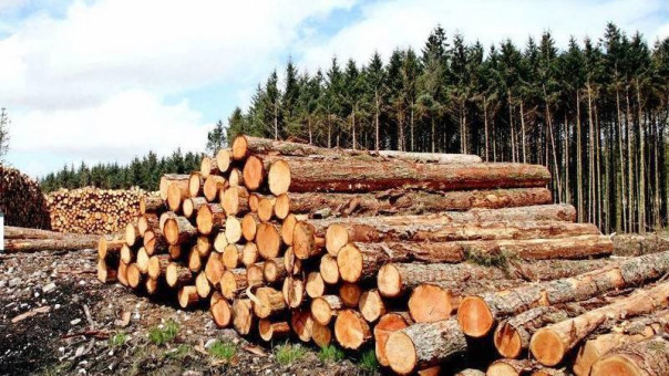 В России вступили в силу новые правила оборота древесины
