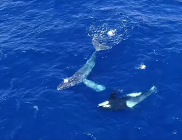Стая косаток спасает кита от смерти