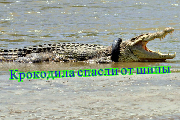 В Индонезии спасли крокодила, который пять лет жил с шиной на шее