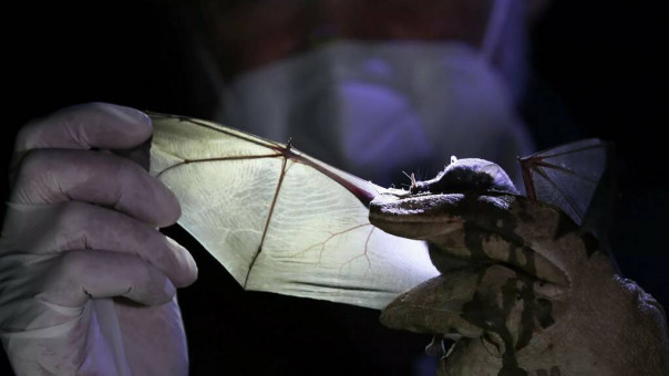 В биолабораториях США на Украине велись опыты с коронавирусом летучих мышей