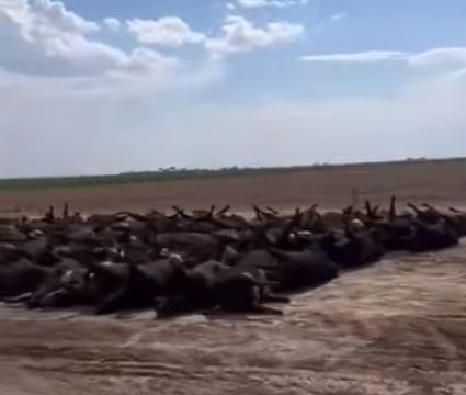 Жара и влажность (?!) убили 10000 голов крупного рогатого скота в Канзасе, США
