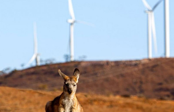 Электроэнергия в Австралии подорожала на 800%