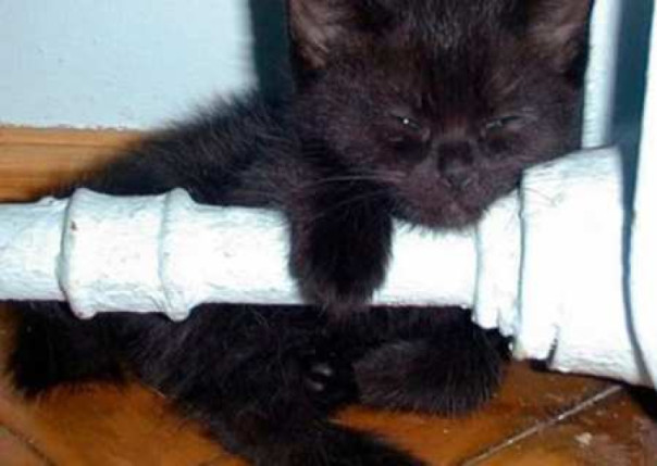 Дубовая логика: скотикам — не до котиков. Владимир Скачко