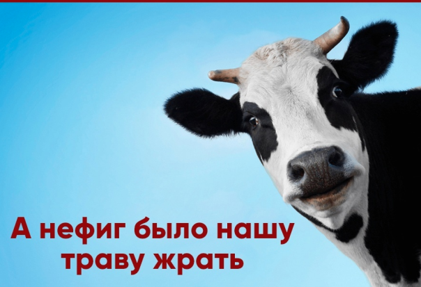 В Англии 30 коров затоптали вегетарианку