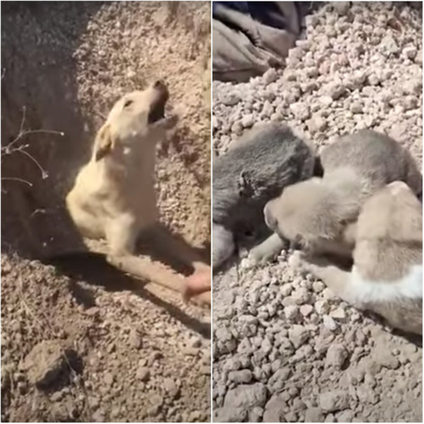 Мужчина спас погребенных под оползнем собаку и щенков