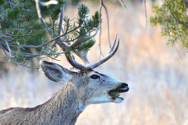 Олень стал постоянным клиентом ресторана в Турции