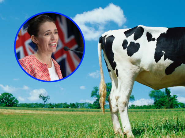 Новая Зеландия собирается обложить налогом метеоризм коров и мочу овец в рамках первого в мире климатического сбора