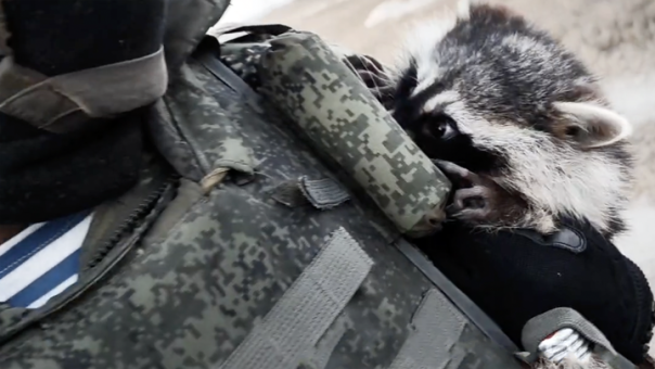 Боевые еноты Путина