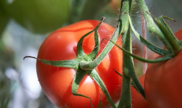 Выставка «Global Fresh Market: vegetables&fruits» при участии ГК «РОСТ»