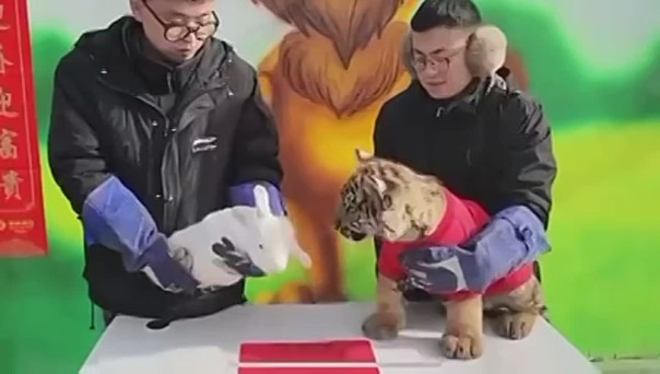 В Китае маленький тигрёнок чуть не сожрал символ года