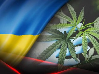 В Житомирской области Украины хотят организовать крупнейшую в Европе плантацию конопли