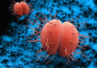 Эпидемии, о которых молчат: сифилис и гонорея в Европейском союзе и США