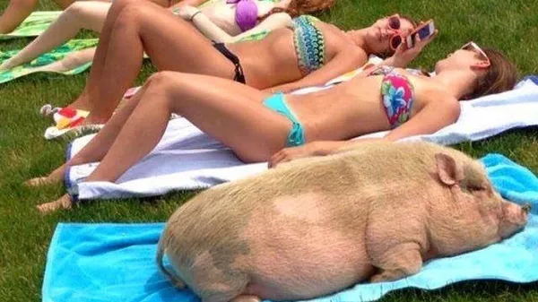 Свинcкие страхи США. Кто спасется от зомби-енотов и северных корейцев. Владимир Скачко