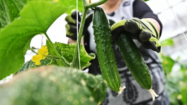 Немцев поразили российские огурцы в Польше