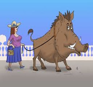 Кабаны атакуют Израиль! Нашествие диких хрюшек в Хайфе!