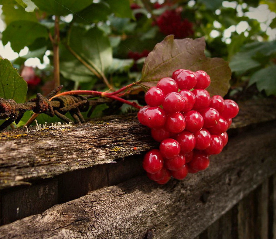 А.В.Росич. Уточнения на тему "московского царства" и "украинской государственности"