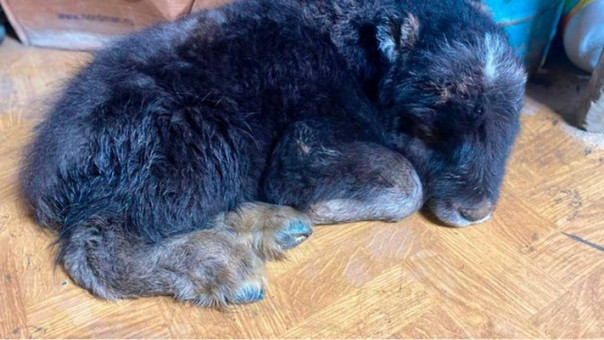 На Таймыре спасли детёныша овцебыка