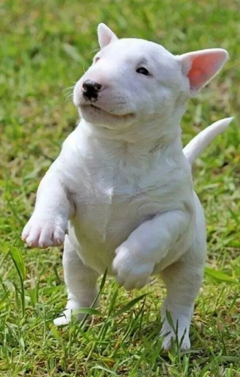 Саморазорение Европы: одиннадцатый ударный и не последний. Владимир Скачко