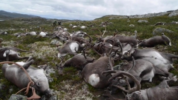 В Норвегии убивают оленей, заподозренных в возвращении из России