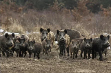 Голодные кабаны опустошают огороды в Ленинградской области