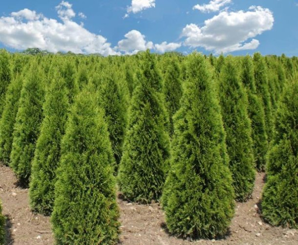 Как правильно выбирать туи в питомнике растений?