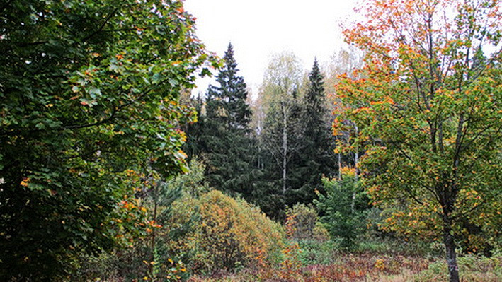 А.В.Росич. Закрытие грибного сезона
