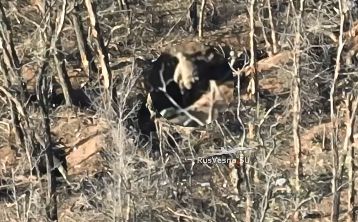 Страшные кадры: боевики ВСУ казнили нашего пленного бойца у Работино, но вскоре им отомстили