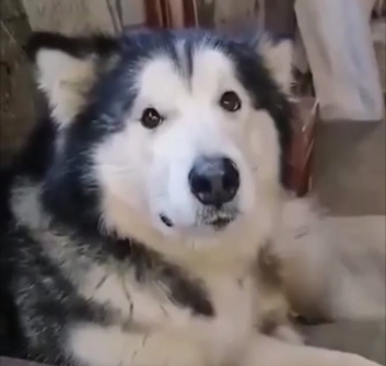 Собака точно знала что делает