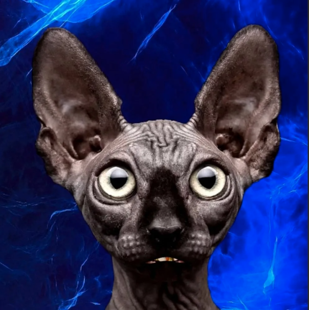 Кот Костян: 180 тысяч лье под водой под видом сущности