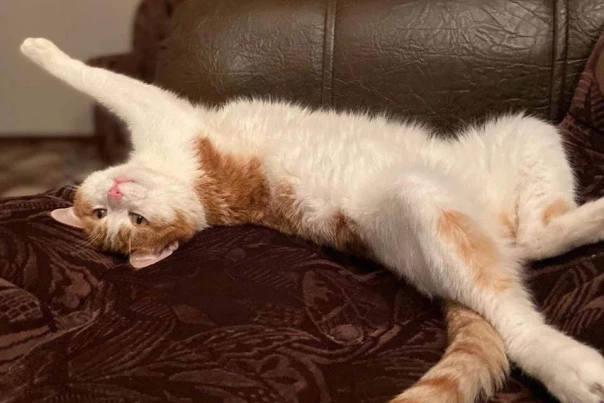 Выброшенного из поезда проводницей в Кирове кота Твикса нашли мертвым