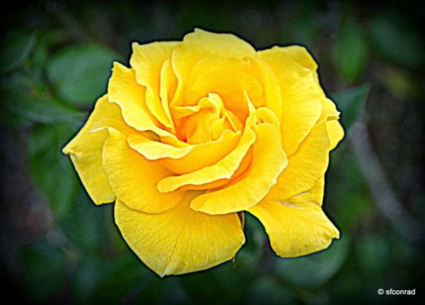 Околотехаса. Александр Роджерс