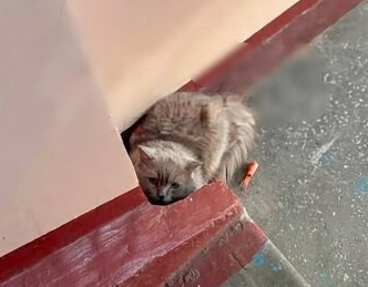 Жрица любви едва не умерла от потери крови