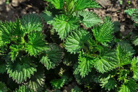 А.В.Росич. Молодая крапива в мае