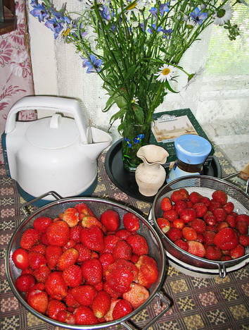 А.В.Росич. В Подмосковье наступил сезон клубники