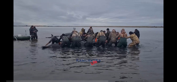 На Камчатке  люди  трое суток по грудь в ледяной воде  вручную спасали касаток