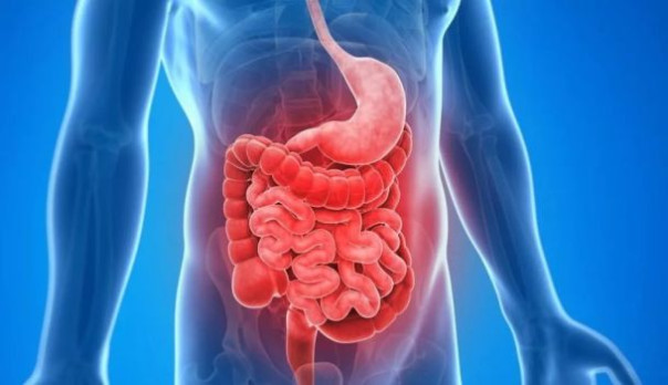 Проктолог и гастроэнтеролог: как специалисты совместно лечат заболевания ЖКТ