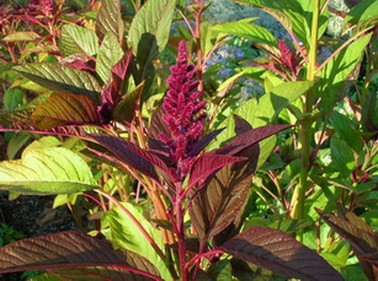 А.В.Росич. Средства противостояния онкологии