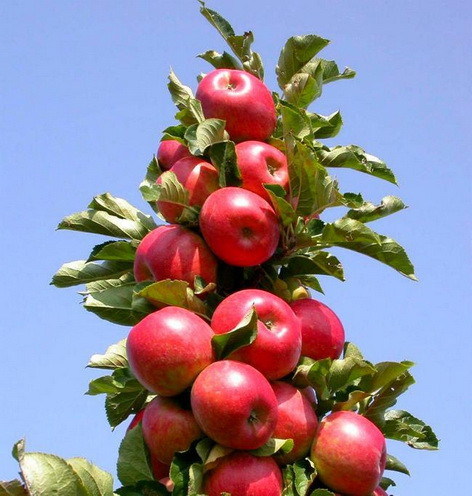 А.В.Росич. О колоновидных сортах яблонь