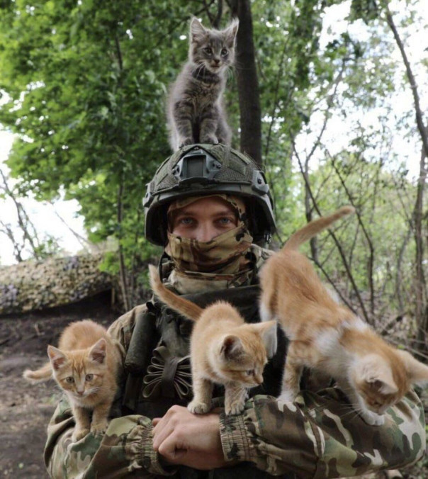 Фронтовые коты