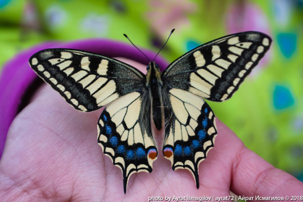 Подросток умер, сделав себе инъекцию мёртвой бабочки ради «онлайн-челленджа»