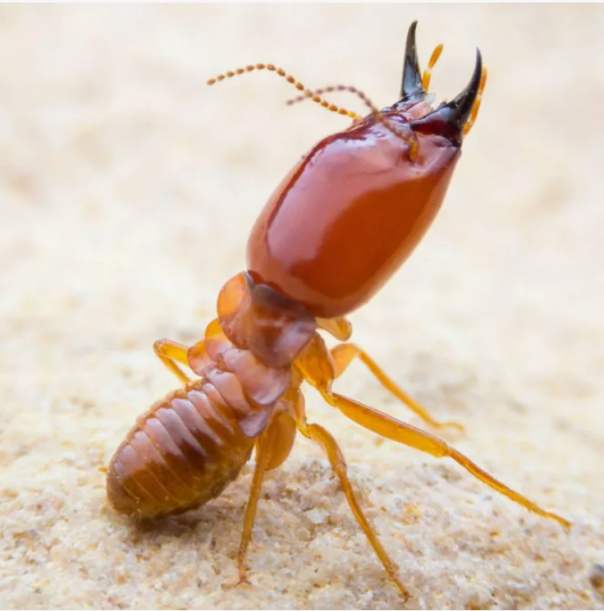 Великий пожиратель