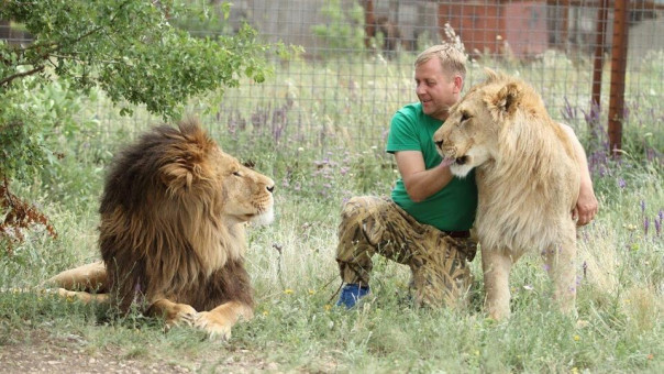 Лев напал на директора крымского парка "Тайган" Зубкова