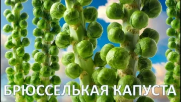 Блеф и нищета духа брюссельской бюрократии