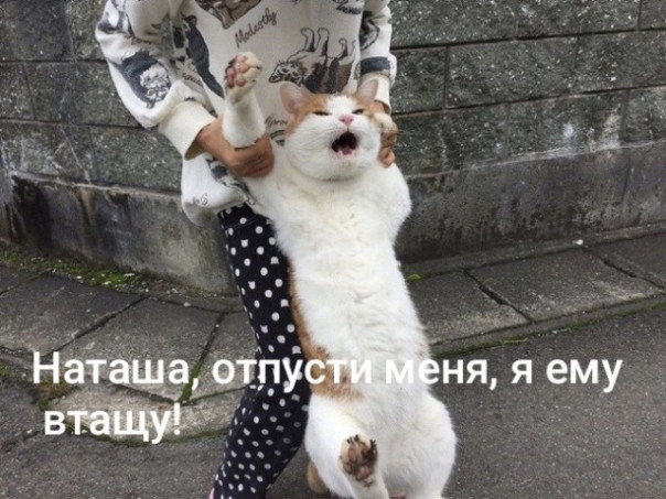 «Это извращение»: россиянкам хотят запретить заводить более одного питомца